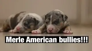 Merle American bully puppies!!