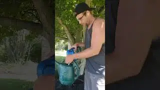 ☠️ This INSECT Is KILLING Your Tree! #treecare #shorts
