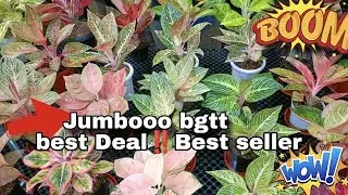 Wow stock lengkap harga Bersahabat eps.promo jumbo eps.2.203