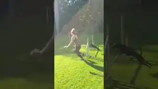 Agility Training #spa&szlig; #freude #happiness #hundeliebe #hundesport #shorts #dogs #sport #dogtraining