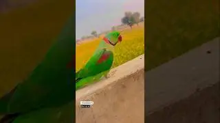 parrot talking video 🦜 mithu tota ki awaz | natural parrot sounds