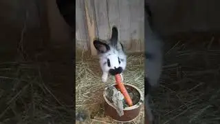 kr&aacute;l&iacute;k - rutyna dne 2.