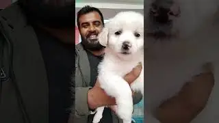 Best pet shop in assam | pets house live | cheapest dog market in assam 