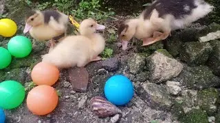 Yuk Bermain Dengan Bebek 🦆Lucu,bebek menangkap siput,bebek mencari siput @cakmett9