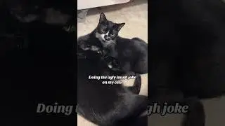 Рассказываю своим котам анекдот и смеюсь как сумасшедший #котдня #кот #котенок @astroanddomino