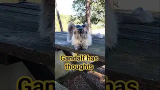 Ever wonder what your cats think about you? #mainecoon #gandalfthegrey #thoughts #vanlife #relatable