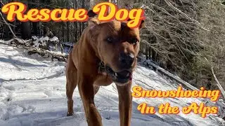 Rescue Dog Snowshoeing in the Alps