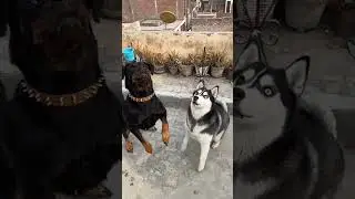 Rottweiler VS Pitbull | Hindi | COMPARISON | DOG VS DOG | HINGLISH FACTS | DOG FOR YOU |