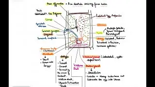 Life Cycle Of Taenia solium (Tapeworm)