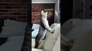 Nosy Kitty Cat Eavesdropping on the Neighbors Arguing.🙀🙀🙀