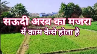 सऊदी अरब में खेती का काम कैसे होता है| Farming Saudi Arabia | Majra Saudi Arab