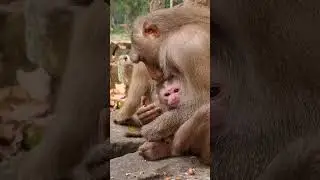 Monkey LibbY gave to cute newborn 05/01/2025 #shorts