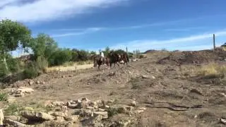 Paso leading another horse