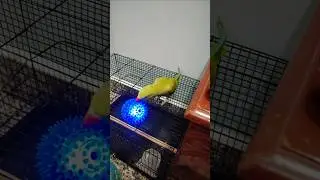 Mithu khelche ekon #playtime #parrot #parrotplaytime