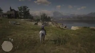 Wild horses!!!