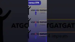 شرح مبسط عن فحص الكروموسوم واي YDNAوالفرق بين الطفرات SNPs و STRs وفحص الماركرات والبق واي bigY