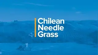Chilean Needle Grass Management