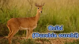 El orib&iacute;: La joya discreta de las praderas