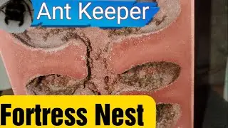 Tar Heel Ants Fortress Formicarium After A Year And A Half Years Of Use
