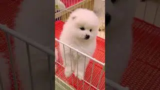 #th&uacute;cưng  #ch&oacute;m&egrave;oh&agrave;ihước #ch&oacute;  Ch&oacute; Phốc S&oacute;c Mini  Funny and Cute Pomeranian cute animals#86.1