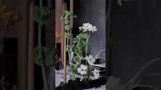 Свадебный декор - весеннее пробуждение сквозь вулканический песок #свадьба #wedding #декор