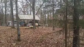 Mama Pig JULIA CHARGES When We Take a PIGLET, Part 3