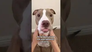Things about my dog that make absolutely no sense 😆 #pitbull #dogs #funny #shorts #short
