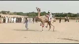 Cholistan #amazing #desert #viral #dance #mela #champion #choulistan