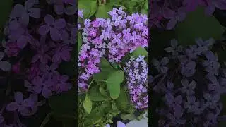 Flowers #capcut #reel #nature #flowers