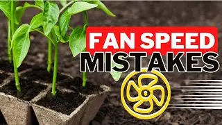 How To Use A Fan With Seedlings. The Secret To Growing Seedlings Quickly.