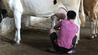 1/ minutda  PAQIRNI  SUTGA  TOLDIRDI😳