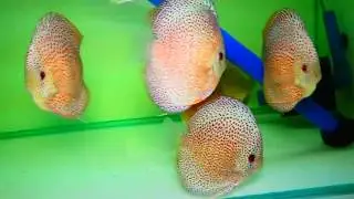 Secret Discus Fish facility in the Philippines