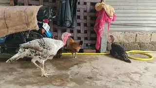 Turkey Aour desi murgi ke bachaa aour 4 month ke bacha #viral #trending #video #bome 🐣🐥🦃🐓