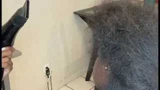 How to blow dry coiled hair with no comb or clips #naturalhair #blowout #blowdryhair