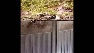 Superman vrs Wooden Fence