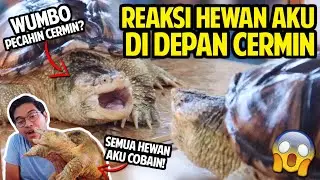 REAKSI HEWAN AKU DI DEPAN CERMIN! WUMBO PECAHIN KACA?! REAKSINYA ANEH-ANEH BANGET!