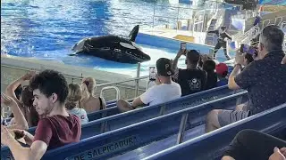 Hashvika at SeaWorld SanAntonio | Orca Encounter | Amazing Experience