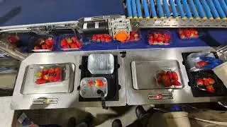 OFI Berry Packing Line with smart weighing scales