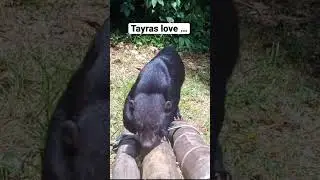 Tayras Play Games! 🐈&zwj;⬛ #shorts