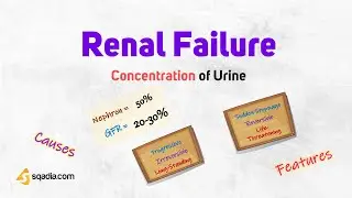 Concentration of Urine | Renal Failure | Human Anatomy and Physiology of the Kidney