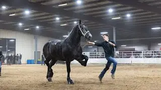2025 Gordyville Gelding sale clips