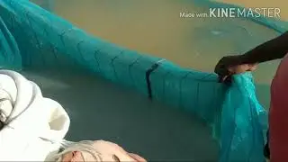 Rohu fish eggs collection...