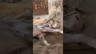 Kya Ye Ghodi Bach Payegi 🥺🙏🏻