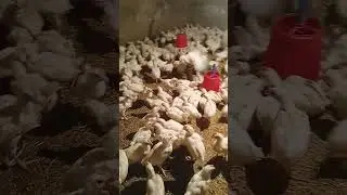 krish poultry farm #motivation
