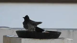 Birds at Home 1