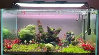 Pearling aquarium plants | High Tech Planted tank | Week two | 90P | Moss | aquascape | Azur aqua |