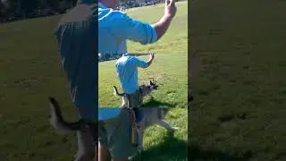 Joey the 408 K9 v2
