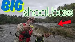 River is LOADED with BIG Shoal Bass