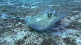 Stingray at Lost Blue Hole
