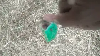 Fishing with frog
